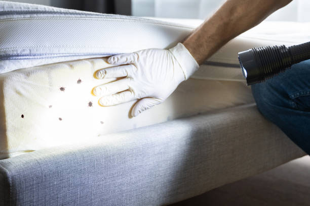 Flea Control Services in New Hope, OR